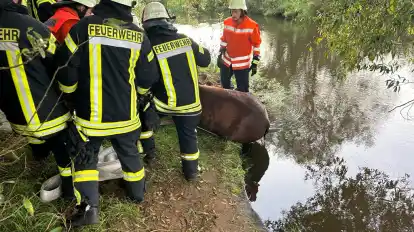 Trotz Rettungsaktion Tier muss eingeschläfert werden