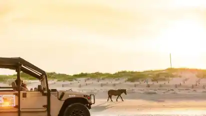 Im offenen Hummer auf der Suche nach Wildpferden: Auf den Outer Banks leben wilde Mustangs. Foto: Ryan Donnell/VisitNC.com/dpa-tmn