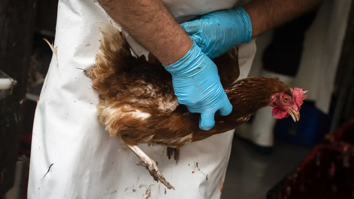 Wenn der Schlachter zum Hühnchen kommt