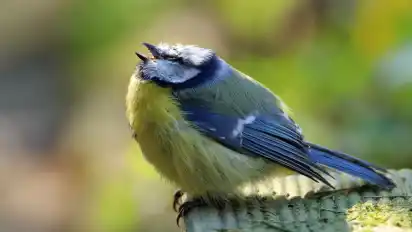 Eine kranke Blaumeise ist aufgeplustert und hat meist verklebtes Gefieder.