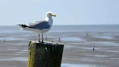 Blick aufs Wattenmeer.