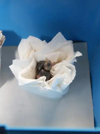 Ein Nest, von Menschenhand gebaut für ein Singvogel-Junges.