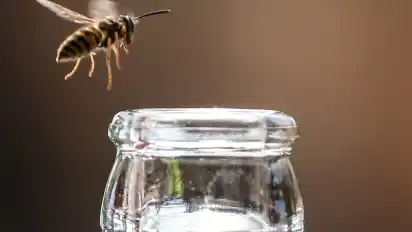 Tipp 9: Getränke abdecken Besonders Getränke müssen abgedeckt werden. Zum einen, um gerade bei süßen Flüssigkeiten den Geruch einzudämmen und damit weniger Wespen anzulocken. Zum anderen ist es sehr gefährlich, wenn Wespen unbemerkt in unsere Getränke gelangen.