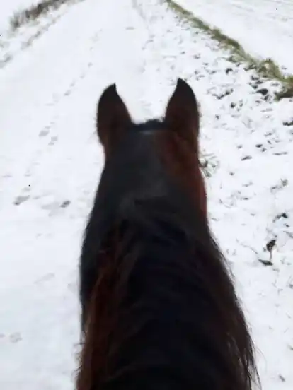 Eine ganz neue Perspektive: Die Schneelandschaft vom Pferderücken aus fotografiert.