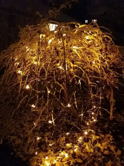 Eingeschneiter Baum.