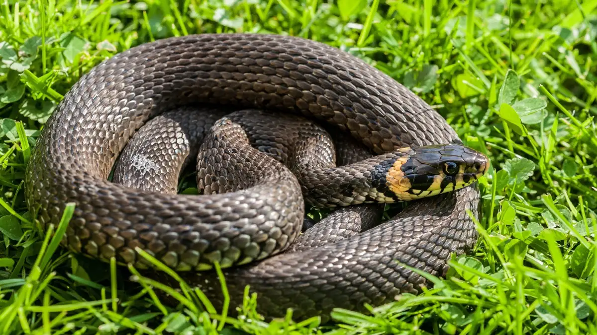 Eine Ringelnatter im Garten bedeutet Glück