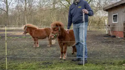 Tobias Göckeritz misst die Höhe seines Weidezauns. „Um unsere Mini-Shettys haben wir richtig Angst“, sagt der Landwirt.