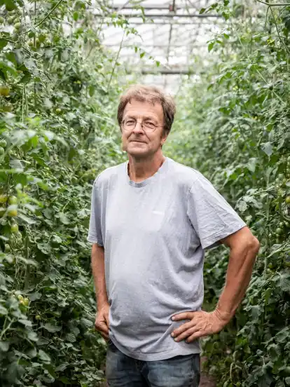 Hermann Ortmann inmitten seiner Tomatenzöglinge.