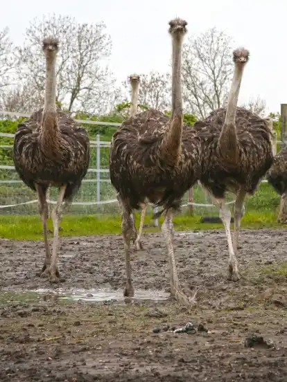 Die Straußenfarm in Werder gibt ihre Tiere ab.