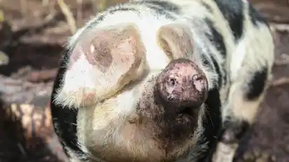 Rüssel in die Luft: Angesichts der Bedingungen in Wuhlsbüttel fühlen sich die Schweine sichtlich wohl.