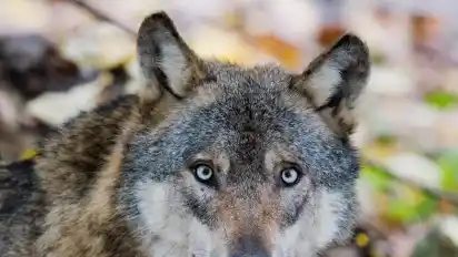 Bisher konnten mit Kastenfallen keine Wölfe gefangen werden - die Tiere waren zu misstrauisch und gingen nicht in die Falle.