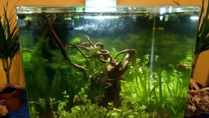 Umzug in ein neues Aquarium