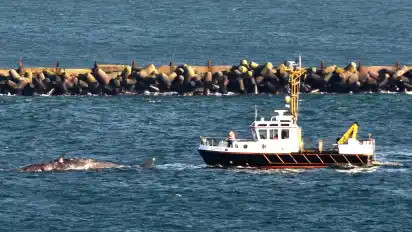 Ein Spezialschiff ist auf dem Weg zu den beiden Pottwalen vor Helgoland.