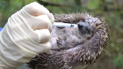 Die Autorin hat schon so manchen Igel aufgepäppelt.