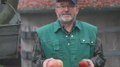 Der Unterschied ist deutlich: Klaus Krentzel mit einem Horneburger Pfannkuchenapfel und einem Vergleichsexemplar.