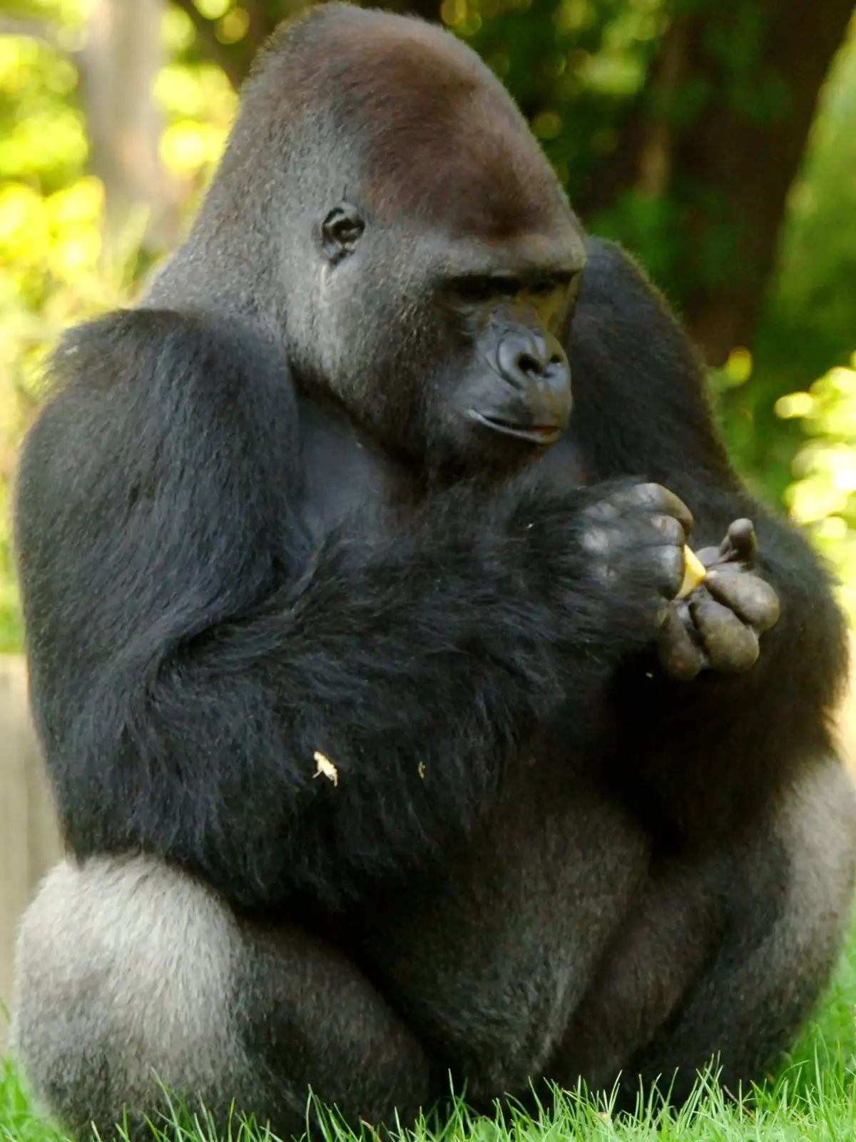 Wie Viel Wiegt Ein Gorilla Was Forschern die Hirngröße verrät