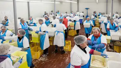 In der Produktionshalle arbeiten 120 Frauen aus Polen. Sie schälen bis zu zehn Kilogramm Spargel pro Stunde.