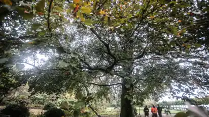 Das Biege- und Kippverhalten dieser alten Rotbuche im Stadtgarten Vegesack hat der Umweltbetrieb Bremen genau vermessen.