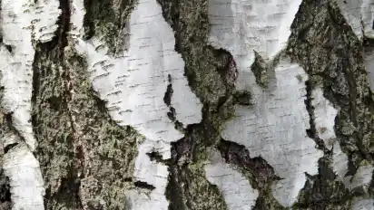 Wegen der weißen Farbe fällt die Rinde von Birken besonders ins Auge, und das nicht nur im Winter.