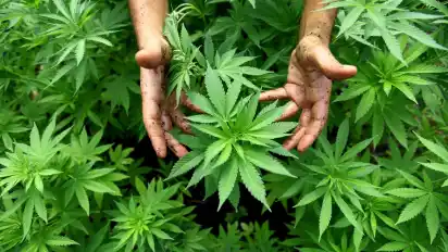 Schön, aber verboten: Cannabis-Pflanzen. Bei kleinen Mengen Marihuana soll nun die Strafverfolgung ausbleiben.