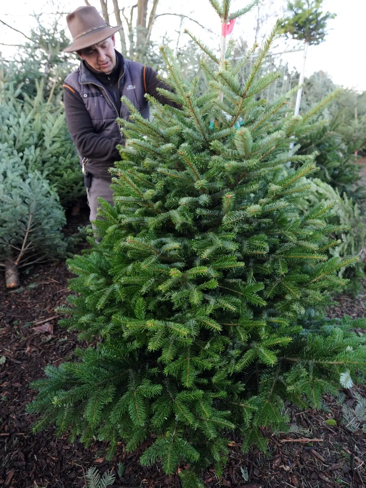 Der sprechende Weihnachtsbaum