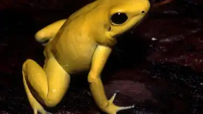 Frosch