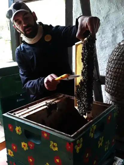 Vorsichtig fegt Marcus Bräunlich zusätzliche Bienen in die Beute, damit ausreichend Exemplare zur Gründung eines neuen Volks vorhanden sind.