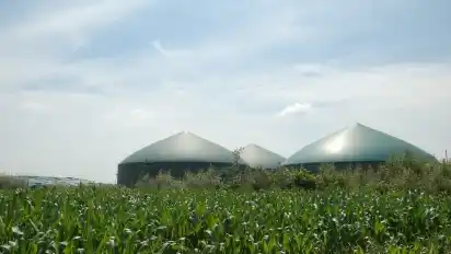Hinter einem Maisacker bei Rade erheben sich die drei Kuppeldächer der Biogas-Anlage von Peter Wahls. Im Fermenter (links) und im Nachgärer (Mitte) entsteht durch Vergärung von Mais, Gras und Futterresten das Gas. Rechts ist das Gärrestelager zu sehen. GKE:FOTOS: KELLER
