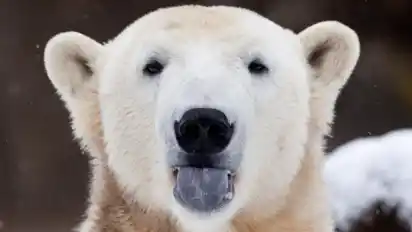 Eisbär Knut