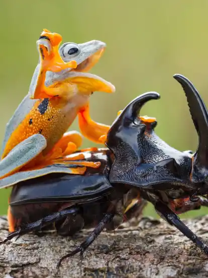 Der Frosch reitet wie ein waschechter Cowboy auf dem Käfer.
