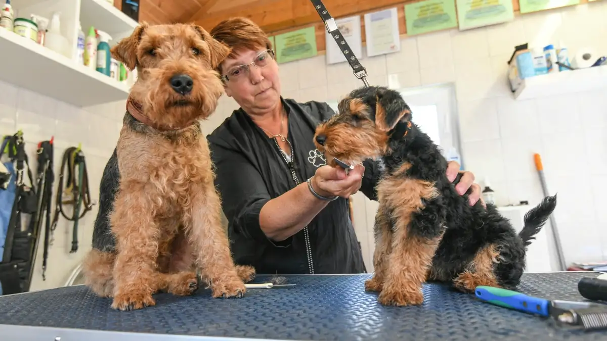 Liane's Hundesalon