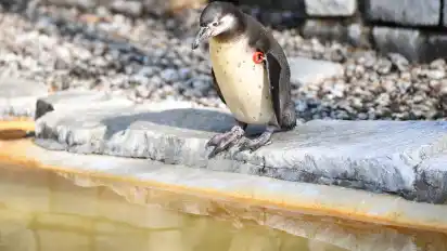 Einer der Humboldt-Pinguine aus dem Luisenpark in Mannheim. Sein verschwundener Artgenosse wurde jetzt tot gefunden.