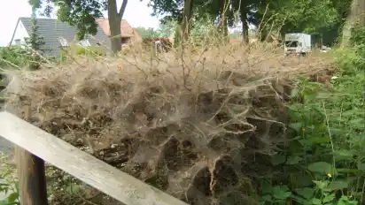 An vielen Stellen im Landkreis Verden – so wie hier an der Landestraße 171 bei Kirchlinteln – sind die Raupen der Gespinstmotte aktiv. Sie hüllen Büsche, Bäume und Hecken in dichte Netze ein und fressen sie vollkommen kahl.