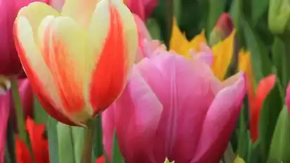 Besonders im Frühjahr lohnt sich eine Reise durch das holländische Blumenparadies. Foto: Bernd F. Meier