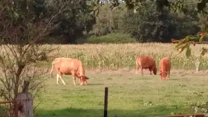Gunda Wichmann hat lange Zeit Kühe gehalten, inzwischen hat sie die Rinderhaltung bereits eingestellt und ihren landwirtschaftlichen Betrieb wegen der Planungen Am Heidkamp vorerst gestoppt.