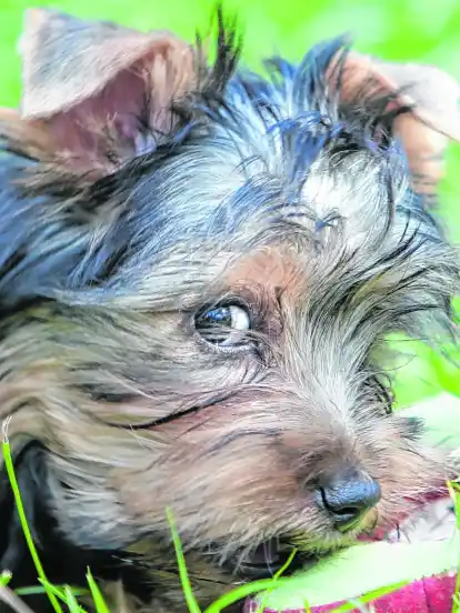 Kleiner Hund, großer Kämpfer: Früher haben Silkys den Hof von Ratten befreit.