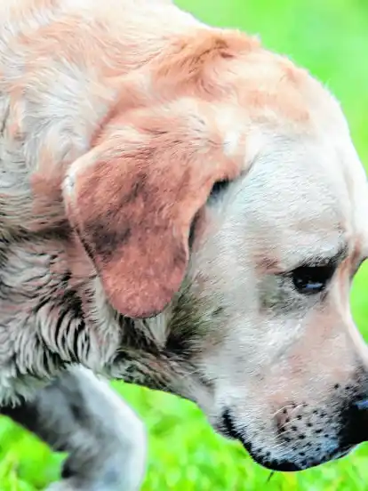 Immer der Nase nach: ein Labrador Retriever auf Fährtensuche.