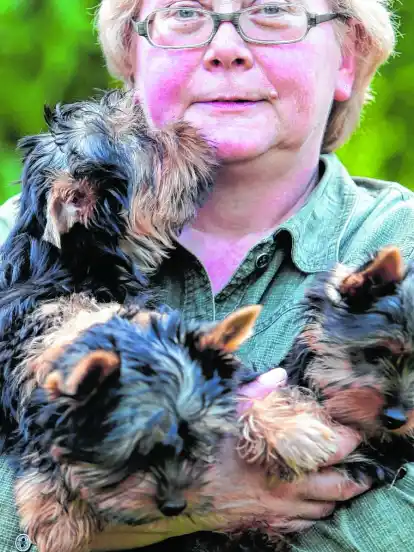 Den Arm voller Hunde: Züchterin Doris Bierwirth und drei Australian Silky Terrier.