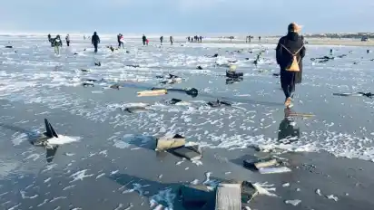Freiwillige sammeln am Strand bei Midsland aan Zee auf der niederländischen Insel Terschelling angespültes Treibgut ein. Foto: Minke Schat