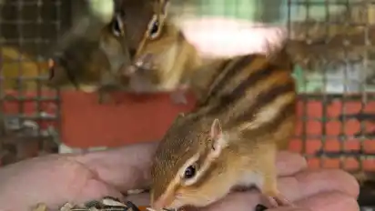 Streifenhörnchen gelten als besonders niedliche Tiere. Sie stammen aus Waldgebieten Nordostasiens und Nordamerikas.