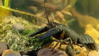 Er ist streng geschützt und steht auf der Liste der vom Aussterben bedrohten Arten: der heimische Edelkrebs. In der Nette sind Tiere von einer tödlichen Krankheit befallen.