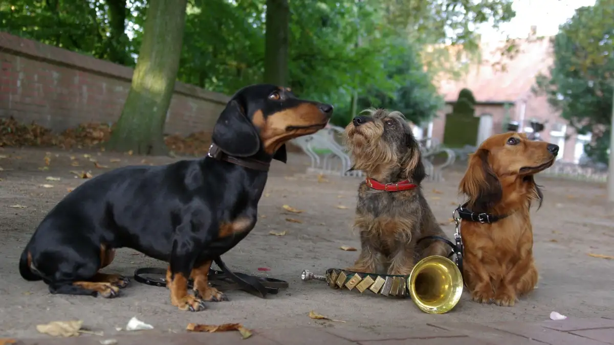 Alles für den Dackel