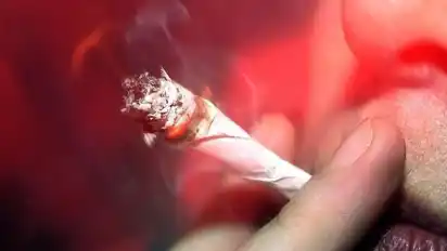 Cannabis gehört zu den ältesten bekannten Rauschmitteln und ist die mit Abstand gängigste illegale Droge in Deutschland. Foto: Torsten Leukert