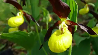 Der Frauenschuh ist eine Orchideenart, die bundesweit vorkommt. Sie gilt allerdings als extrem gefährdet.