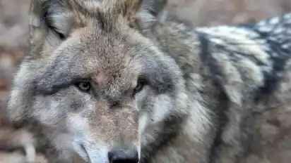 Im Stuhrer Rathaus vermutet man, dass ein im Warwer Sand gefundenes totes Reh von einem Wolf gerissen wurde.