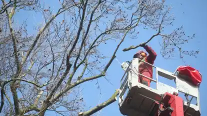 Männer auf Hebebühnen und mit Kettensägen sind derzeit vielerorten anzutreffen. Es ist die Zeit der Baumpflege und der Baumfällungen. In Grasberg werden zwischen dem 12. und 14. Februar im Wiesendamm rund 20 Bäume gefällt.