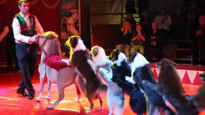 Pferde und Hunde gehören auch in diesem Jahr zu den Attraktionen des Classic Weihnachtscircus. Er gastiert über die Feiertage neben dem Rathaus der Gemeinde. IMA·FOTO INGRID MAHNKEN