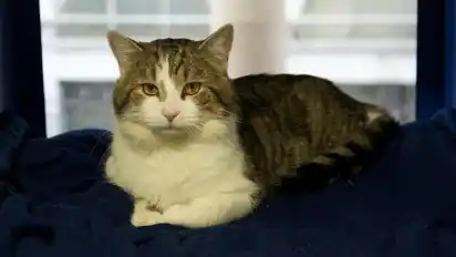 Dienstkatze Larry