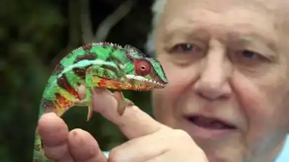 David Attenborough hat sein Leben dem Naturfilm gewidmet - und denkt auch mit 97 Jahren noch nicht als Aufhören.