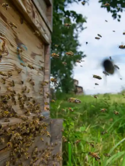 Die Verluste durch Nahrungsmangel und die Varroa-Milbe sind hoch, viele Völker sterben im Winter.